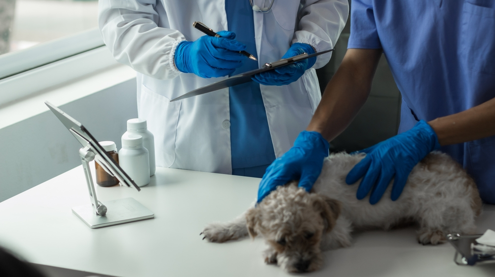 SEO-services-every-dog-clinic